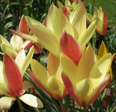 Tulipa clusiana 'Cynthia' 
